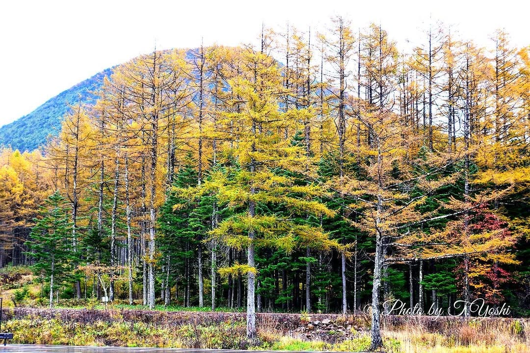 Post 9 by T.Yoshi on Instagram (image)