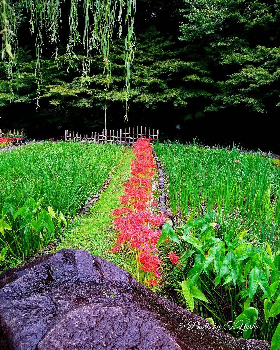 Post 10 by T.Yoshi on Instagram (image)