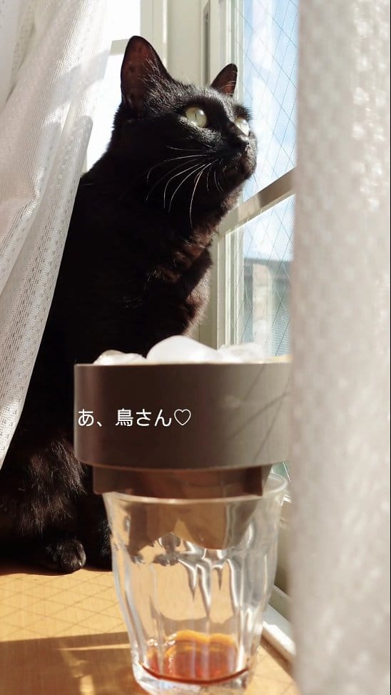 Post 9 by Kuroka on Instagram (video)