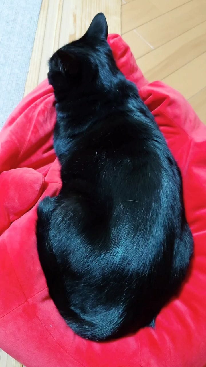 Post 5 by Kuroka on Instagram (video)