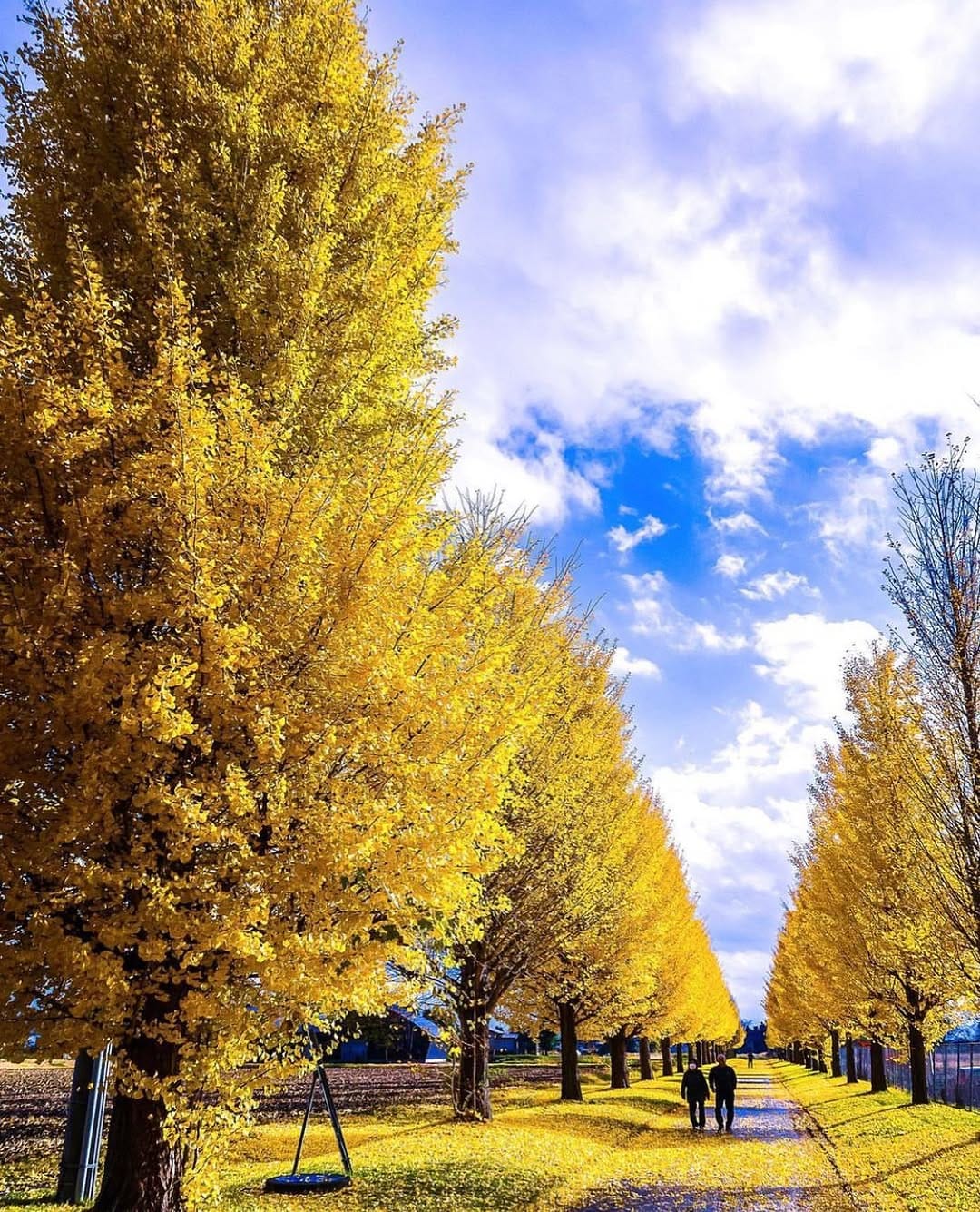 Post 7 by 𝔸𝔹𝕀ℕ 🇯🇵朴なる東北の人 on Instagram (image)