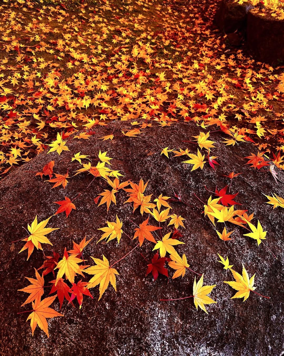 Post 6 by 𝔸𝔹𝕀ℕ 🇯🇵朴なる東北の人 on Instagram (image)