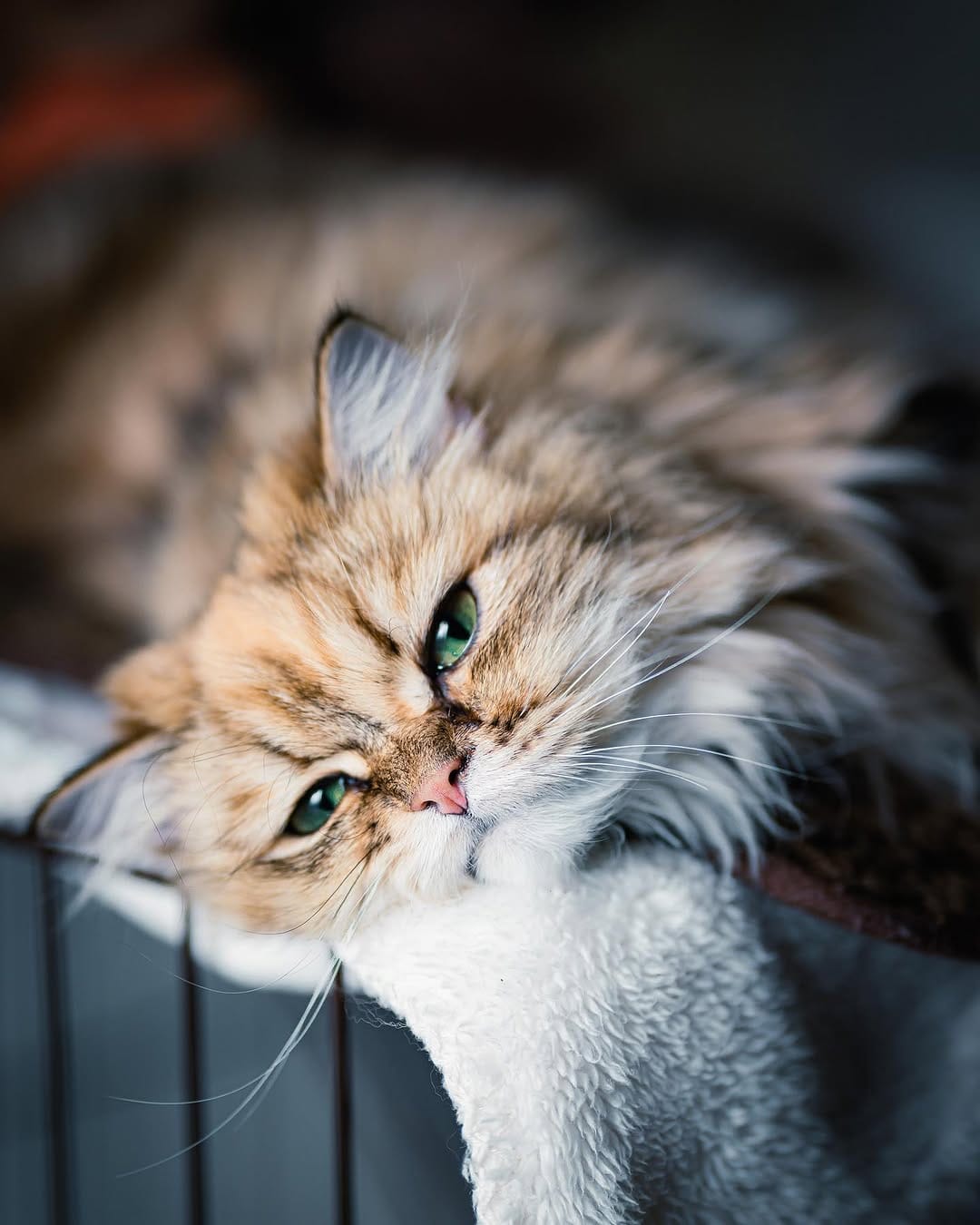 Post 8 by Ryo Tanaka on Instagram (image)