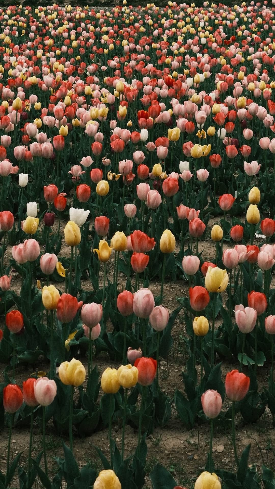 Post 1 by Ryo Tanaka on Instagram (video)