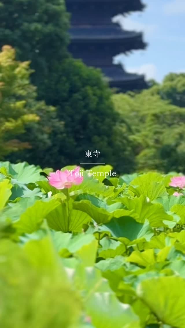 Post 1 by Taka (たか)  Kyoto on Instagram (video)