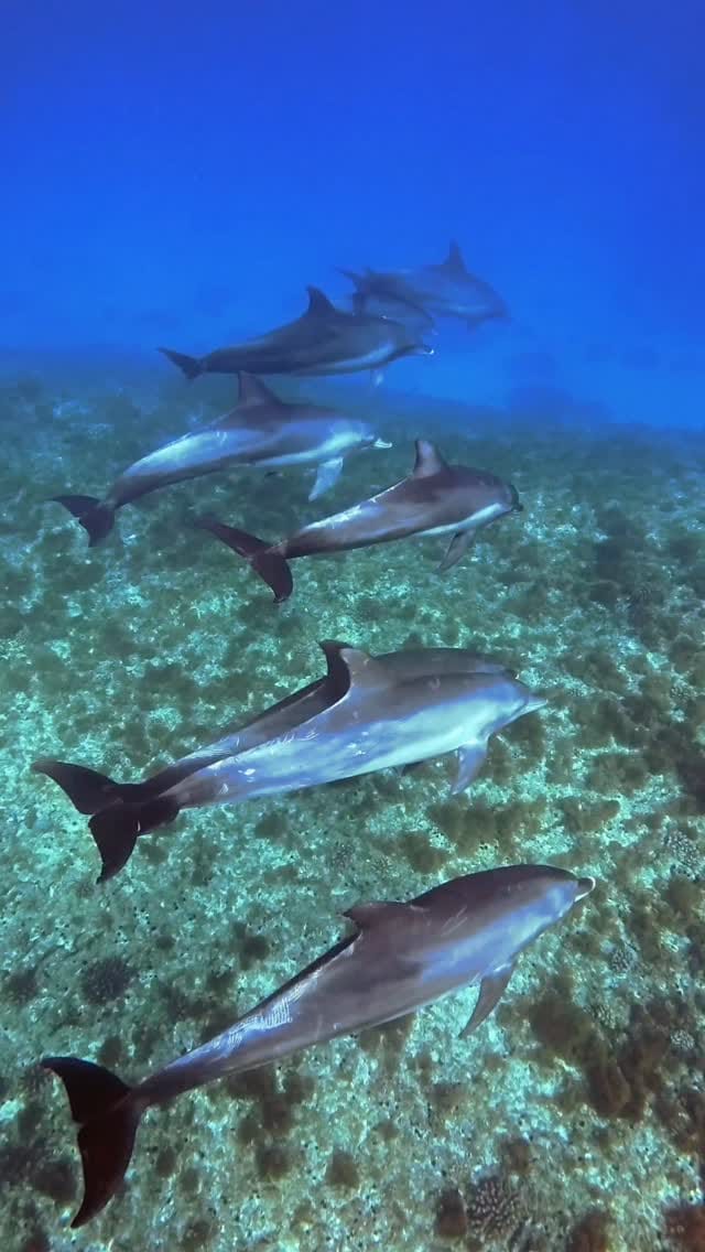 Post 5 by eiji.nagatomi （Deaf） on Instagram (video)