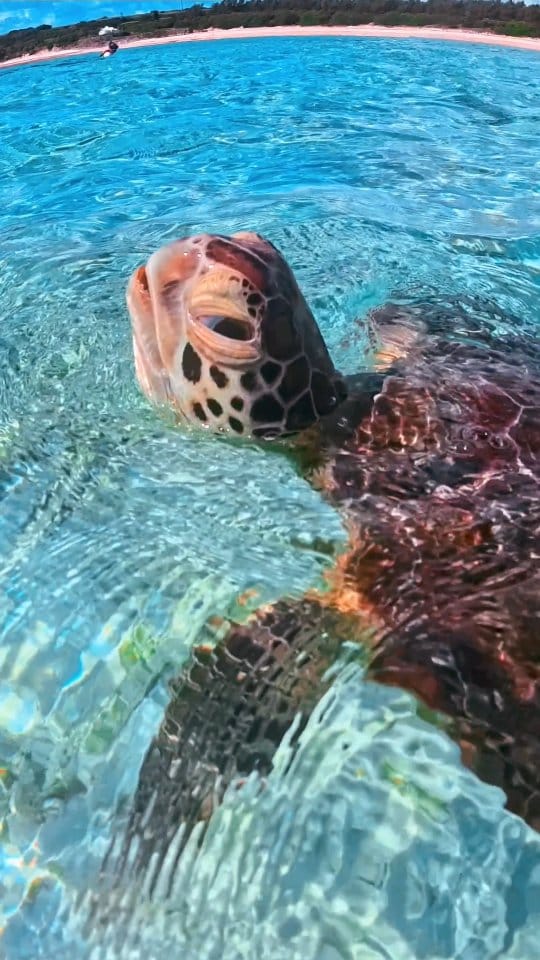 Post 6 by eiji.nagatomi （Deaf） on Instagram (video)
