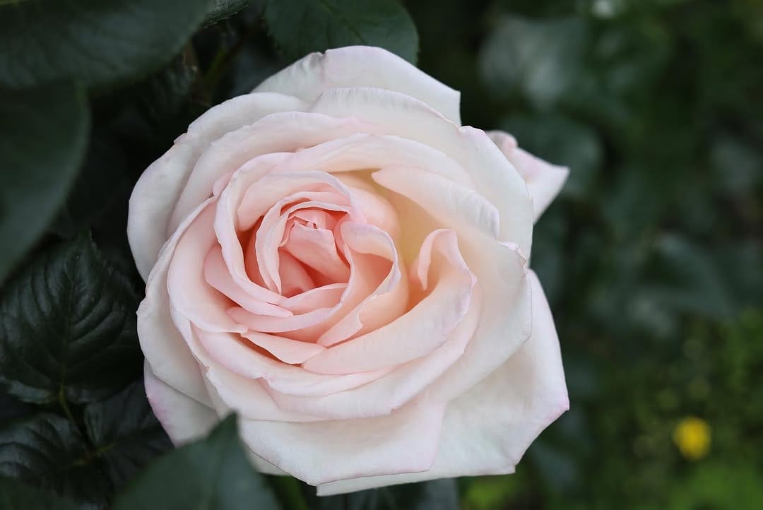 Post 10 by Ryu3 on Instagram (carousel)