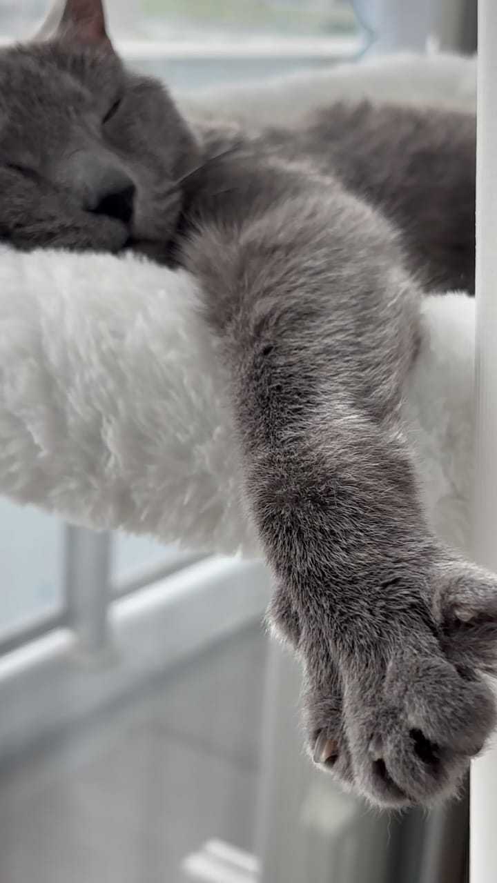 Post 1 by Life with my cats, Luna and Stella 𓃠𓃠 on Instagram (video)