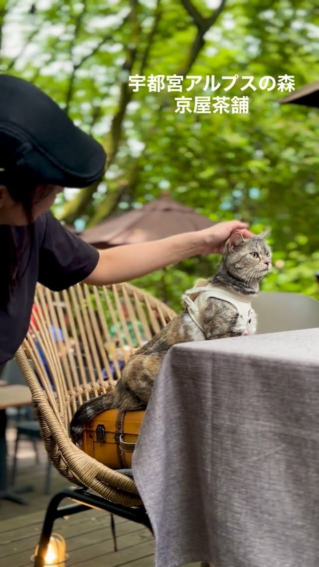 Post 10 by Life with my cats, Luna and Stella 𓃠𓃠 on Instagram (video)