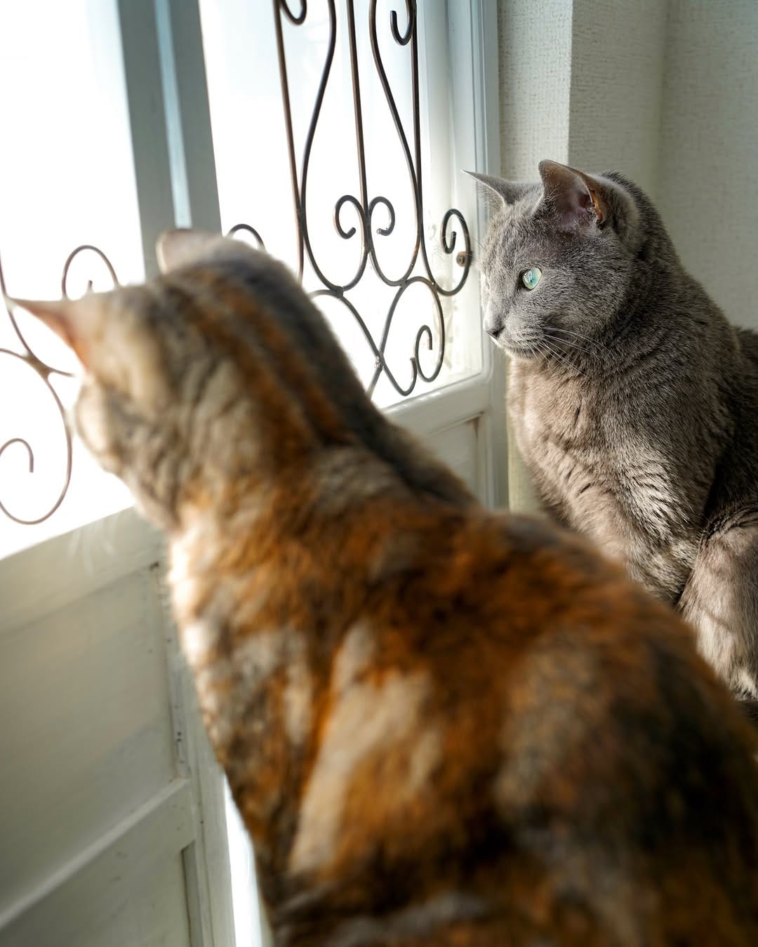 Post 2 by Life with my cats, Luna and Stella 𓃠𓃠 on Instagram (carousel)