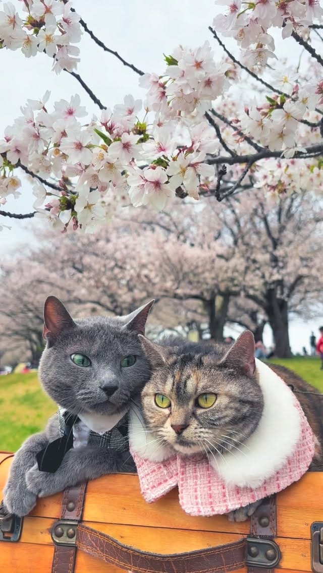 Post 9 by Life with my cats, Luna and Stella 𓃠𓃠 on Instagram (video)