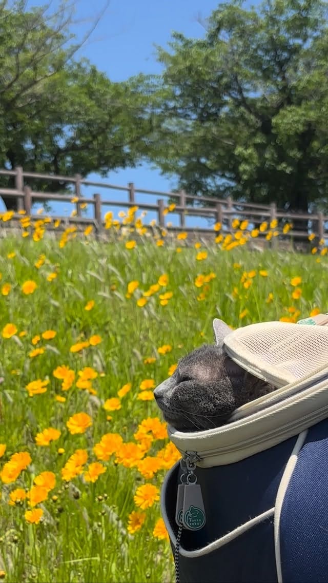 Post 6 by Life with my cats, Luna and Stella 𓃠𓃠 on Instagram (video)