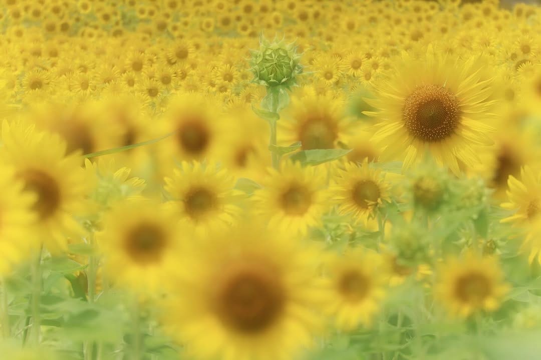 Post 1 by ほのぼのフォトグラファー on Instagram (carousel)
