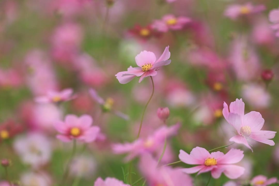 Post 3 by ほのぼのフォトグラファー on Instagram (carousel)