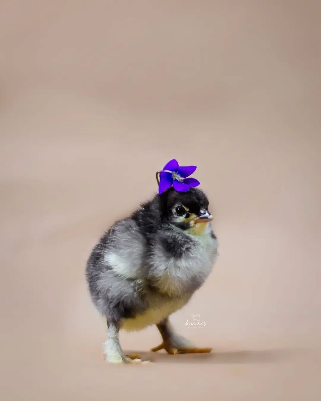Post 4 by Hanako - Pet Photographer (Kiwi's Photography) on Instagram (carousel)