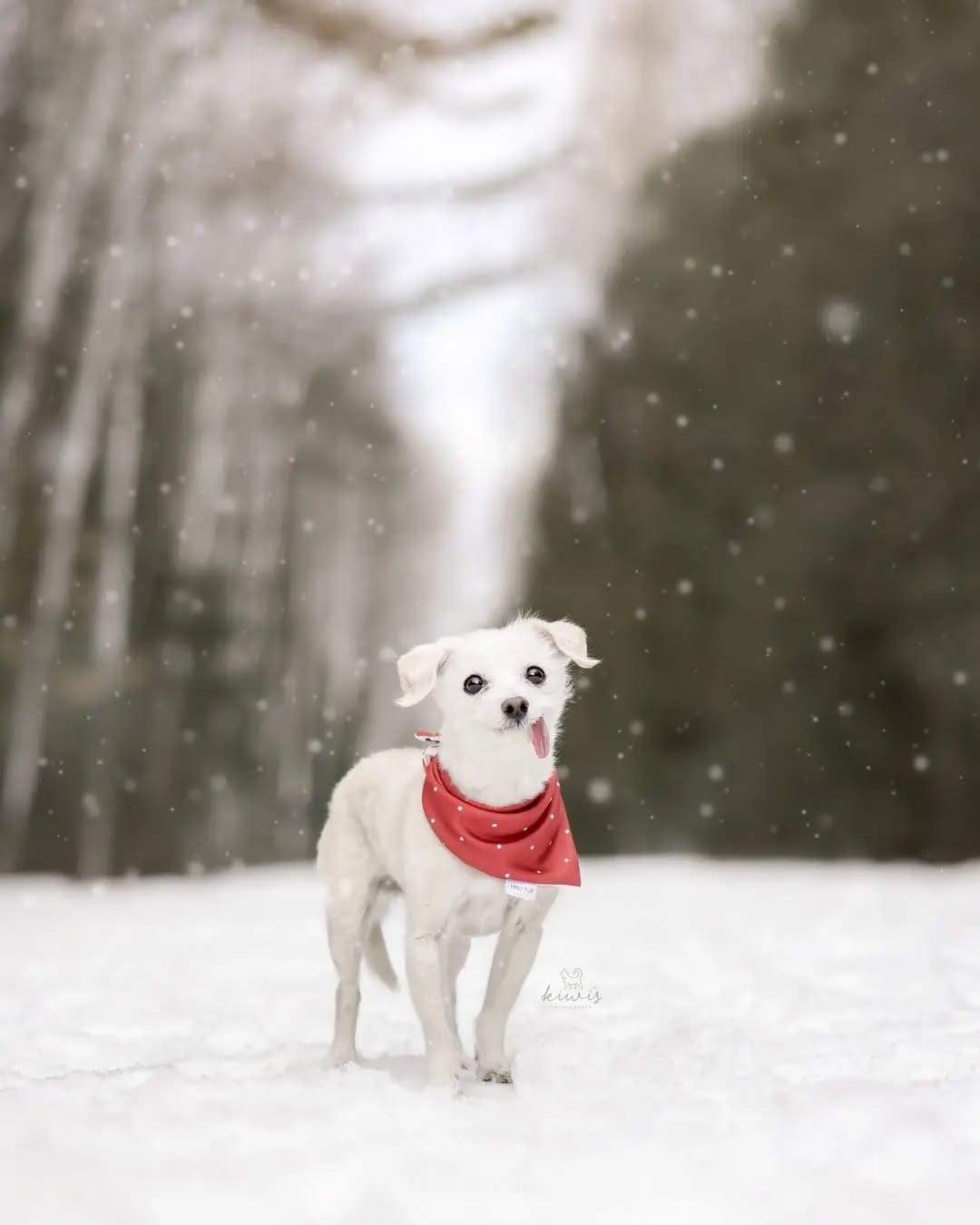 Post 10 by Hanako - Pet Photographer (Kiwi's Photography) on Instagram (carousel)