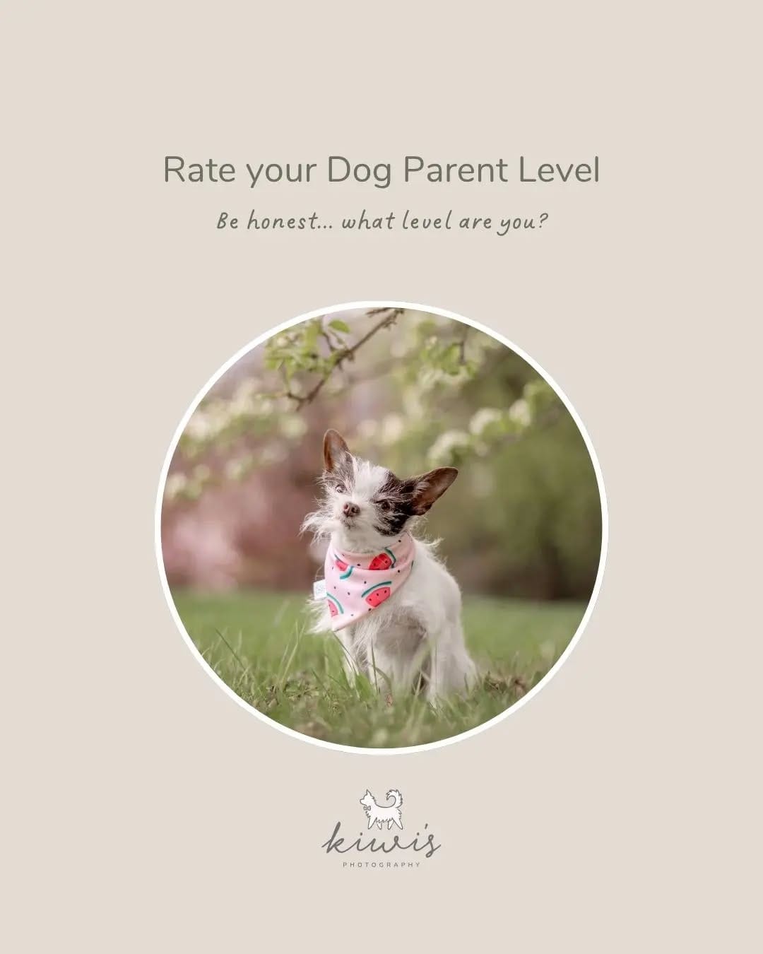 Post 3 by Hanako - Pet Photographer (Kiwi's Photography) on Instagram (carousel)