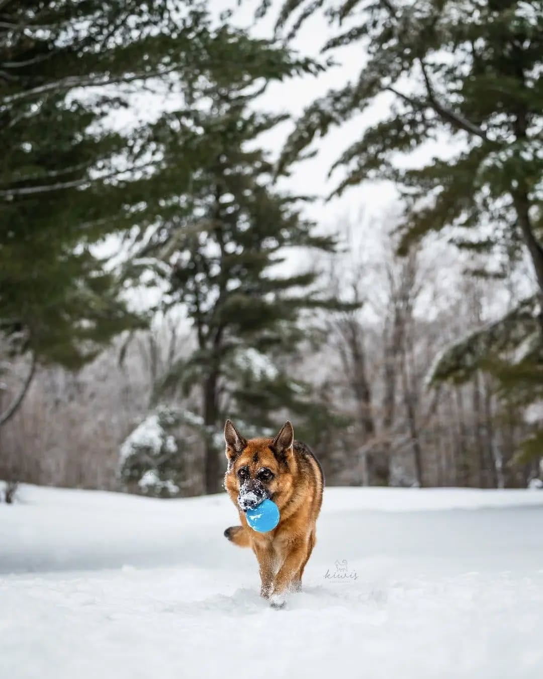 Post 8 by Hanako - Pet Photographer (Kiwi's Photography) on Instagram (carousel)