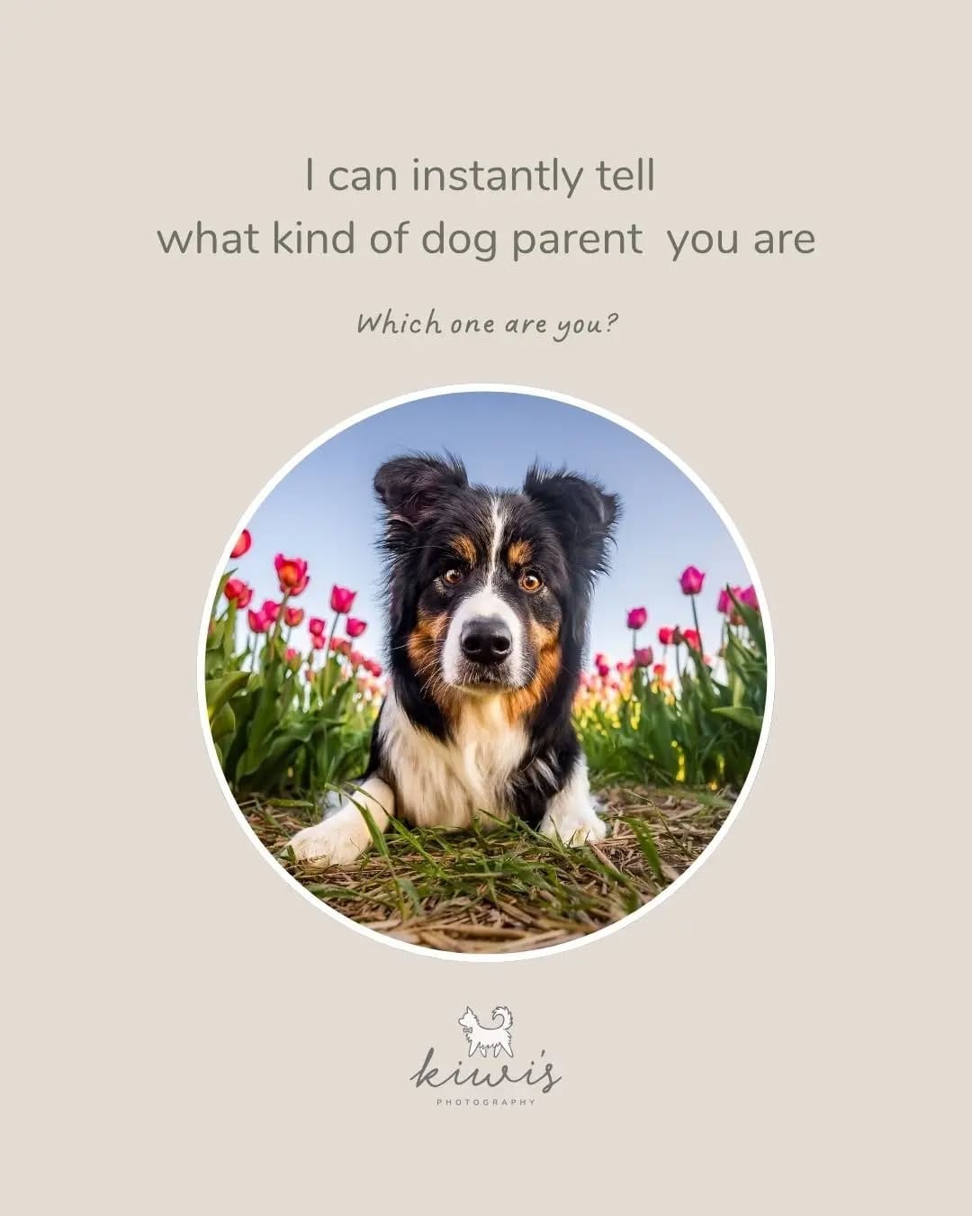 Post 9 by Hanako - Pet Photographer (Kiwi's Photography) on Instagram (carousel)