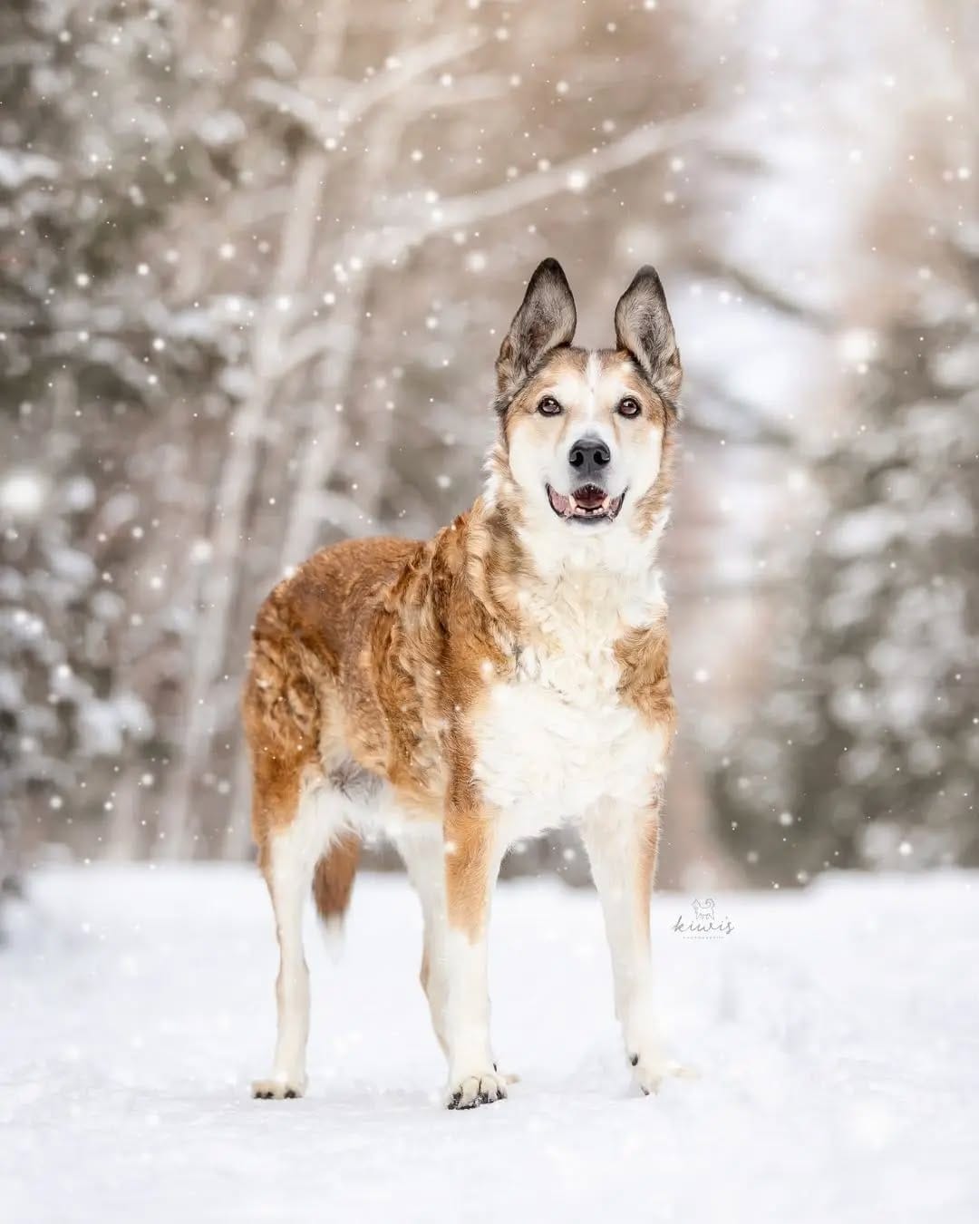 Post 6 by Hanako - Pet Photographer (Kiwi's Photography) on Instagram (carousel)