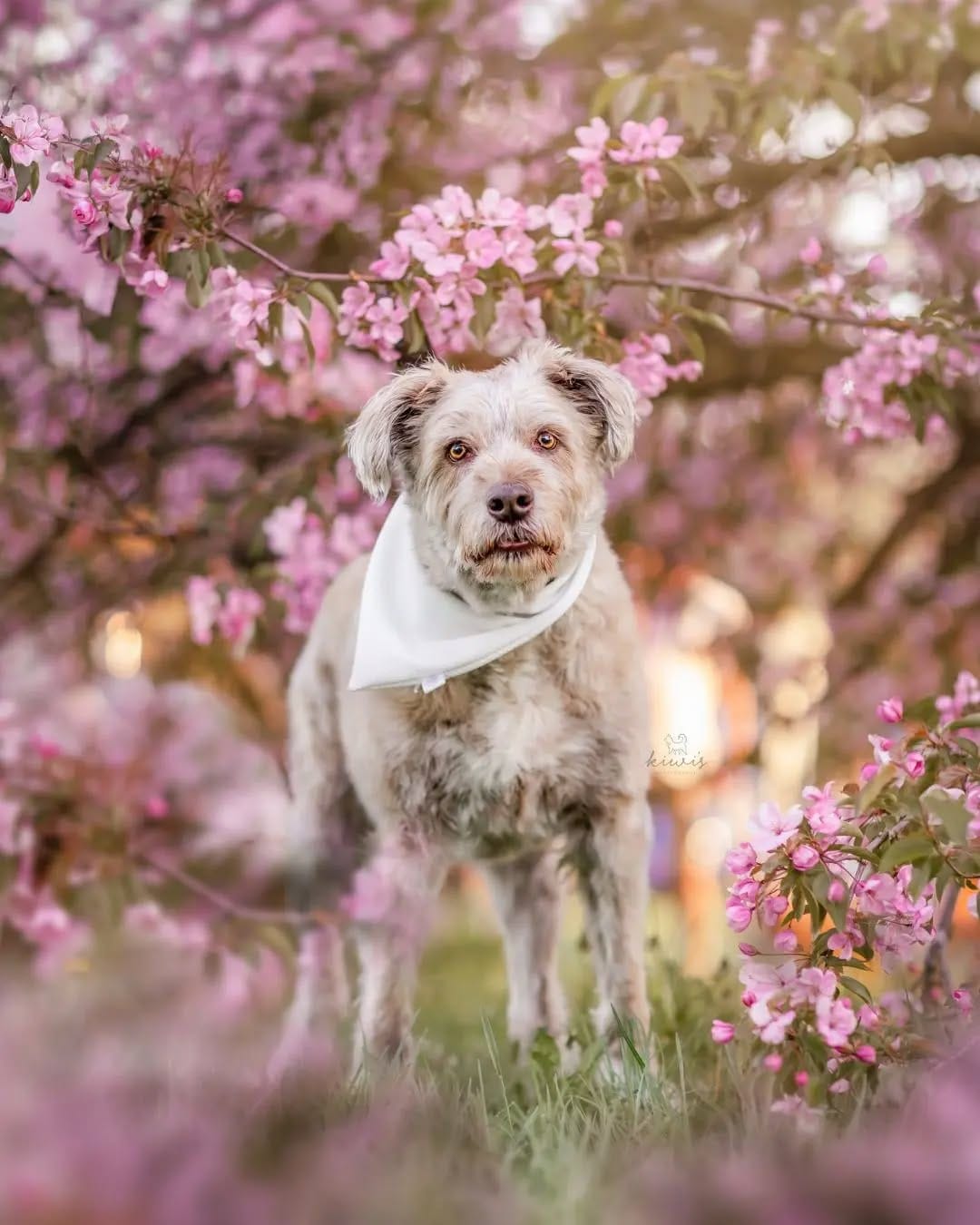 Post 2 by Hanako - Pet Photographer (Kiwi's Photography) on Instagram (carousel)