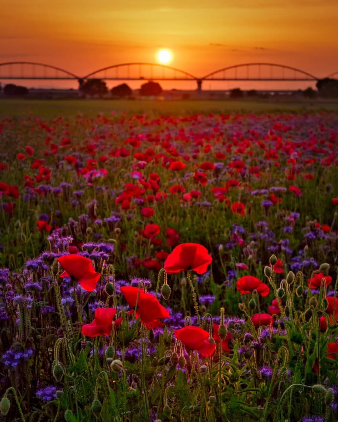 Post 2 by 𝒀.𝑺𝒉𝒊𝒎𝒊𝒛𝒖 on Instagram (image)