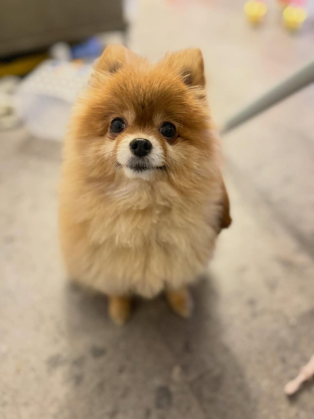 Post 9 by ハドレーポメラニアンのレオ🐶 on Instagram (carousel)