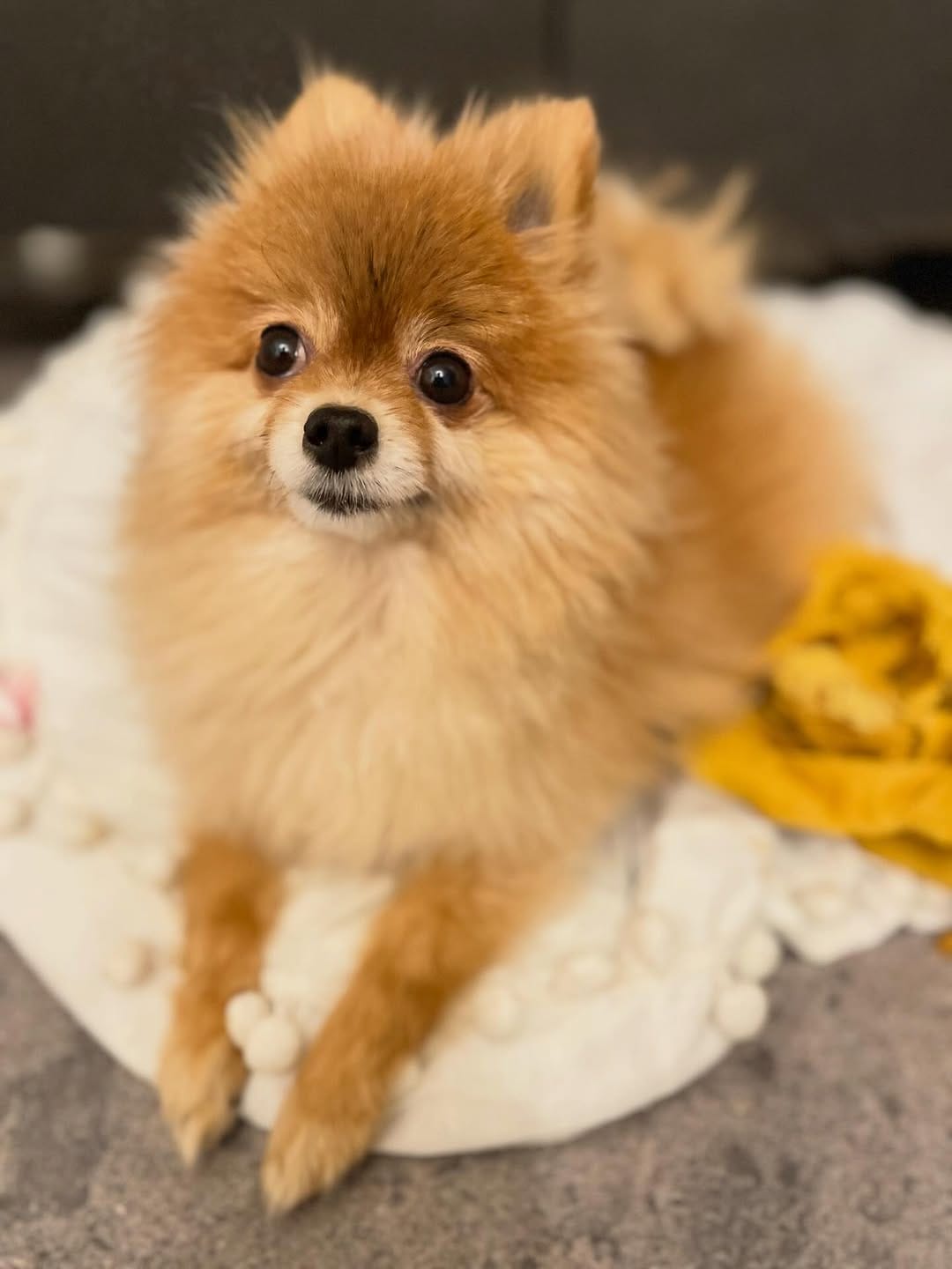 Post 8 by ハドレーポメラニアンのレオ🐶 on Instagram (carousel)