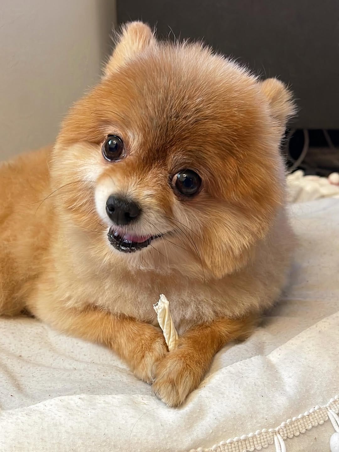 Post 5 by ハドレーポメラニアンのレオ🐶 on Instagram (carousel)