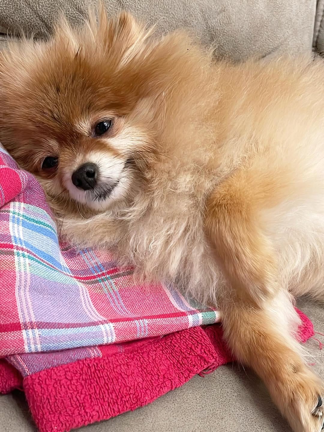 Post 7 by ハドレーポメラニアンのレオ🐶 on Instagram (carousel)