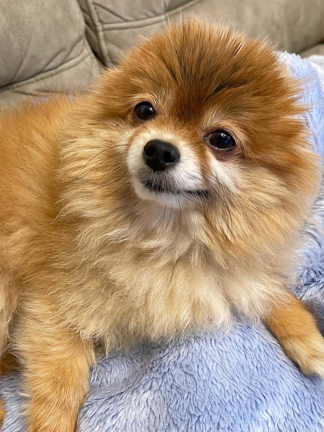 Post 4 by ハドレーポメラニアンのレオ🐶 on Instagram (carousel)