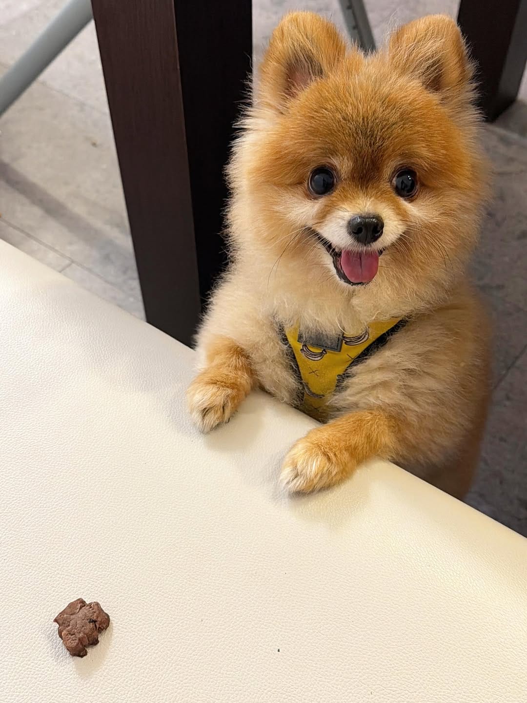 Post 2 by ハドレーポメラニアンのレオ🐶 on Instagram (image)