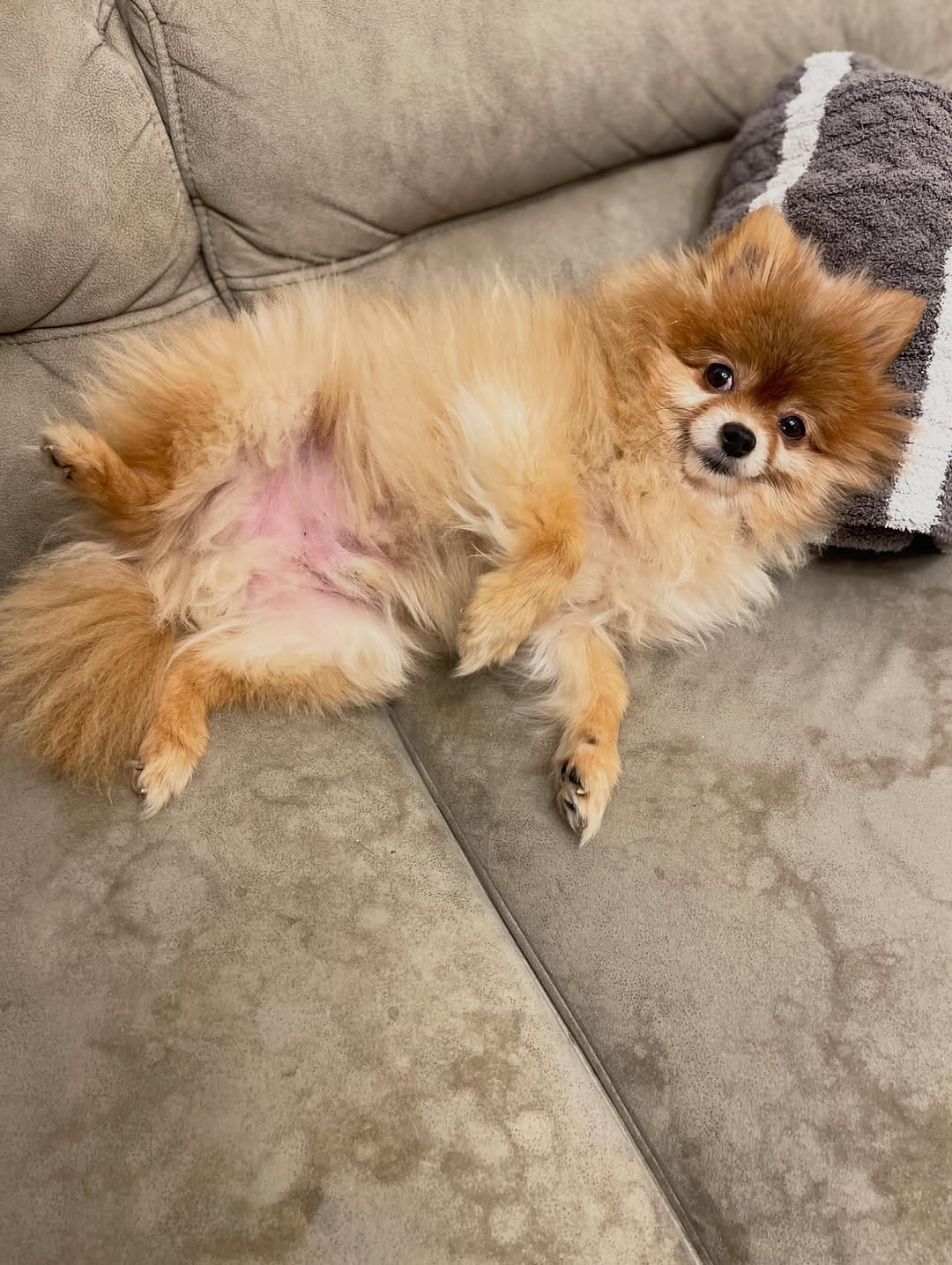 Post 6 by ハドレーポメラニアンのレオ🐶 on Instagram (image)