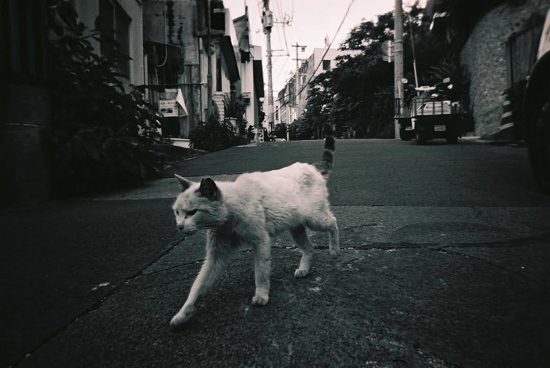 Post 7 by Sawa Nakanishi on Instagram (image)
