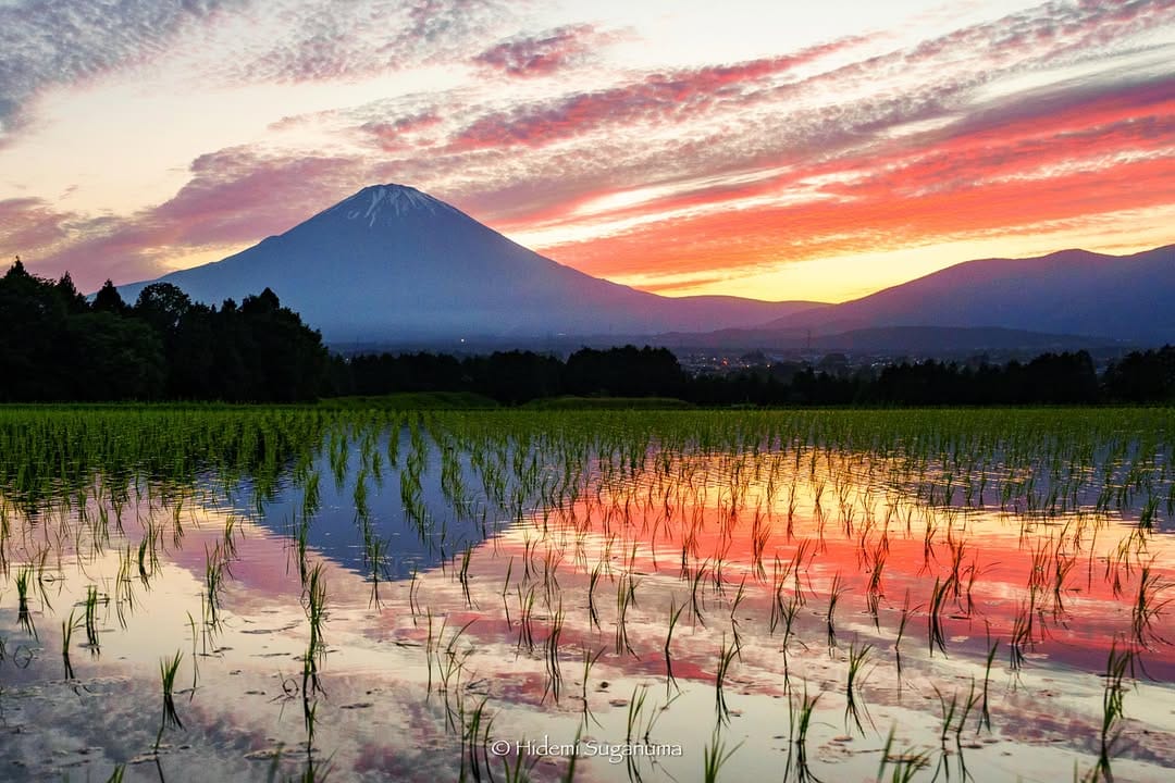 Post 2 by Hidemi Suganuma on Instagram (image)