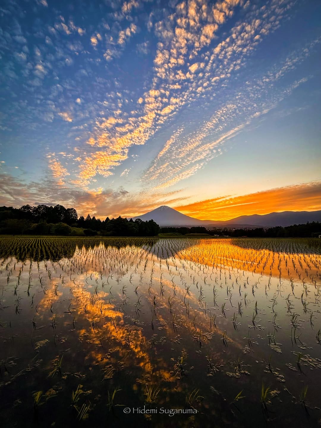 Post 5 by Hidemi Suganuma on Instagram (image)