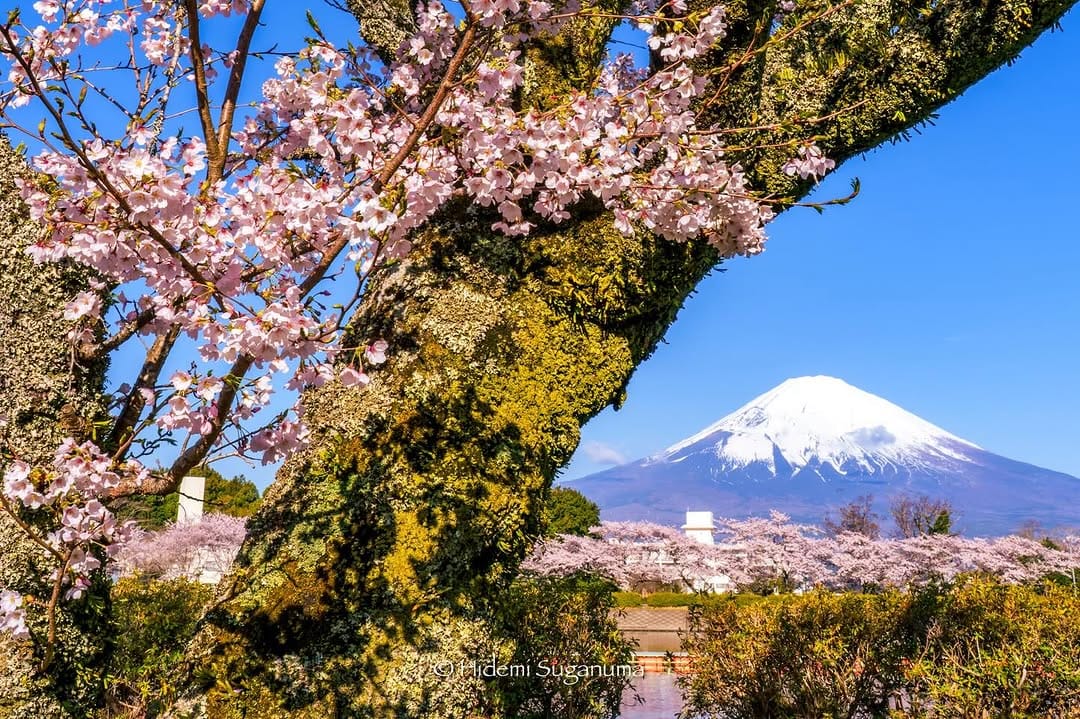 Post 8 by Hidemi Suganuma on Instagram (image)