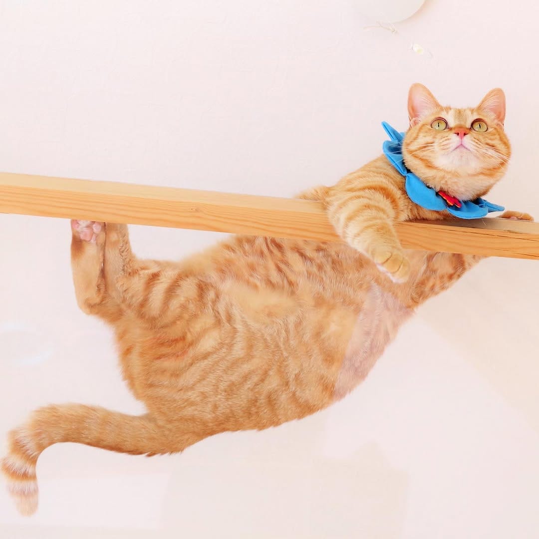 Post 8 by nyakashima ꒰14匹の愛猫との日々꒱ on Instagram (carousel)