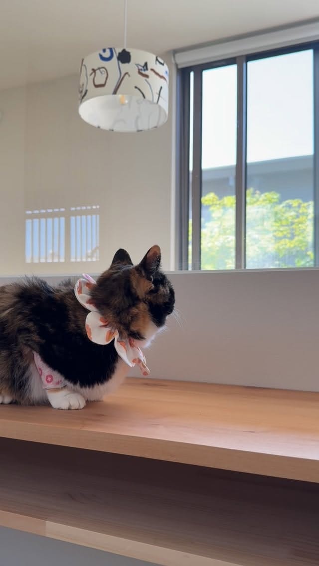 Post 7 by nyakashima ꒰14匹の愛猫との日々꒱ on Instagram (video)