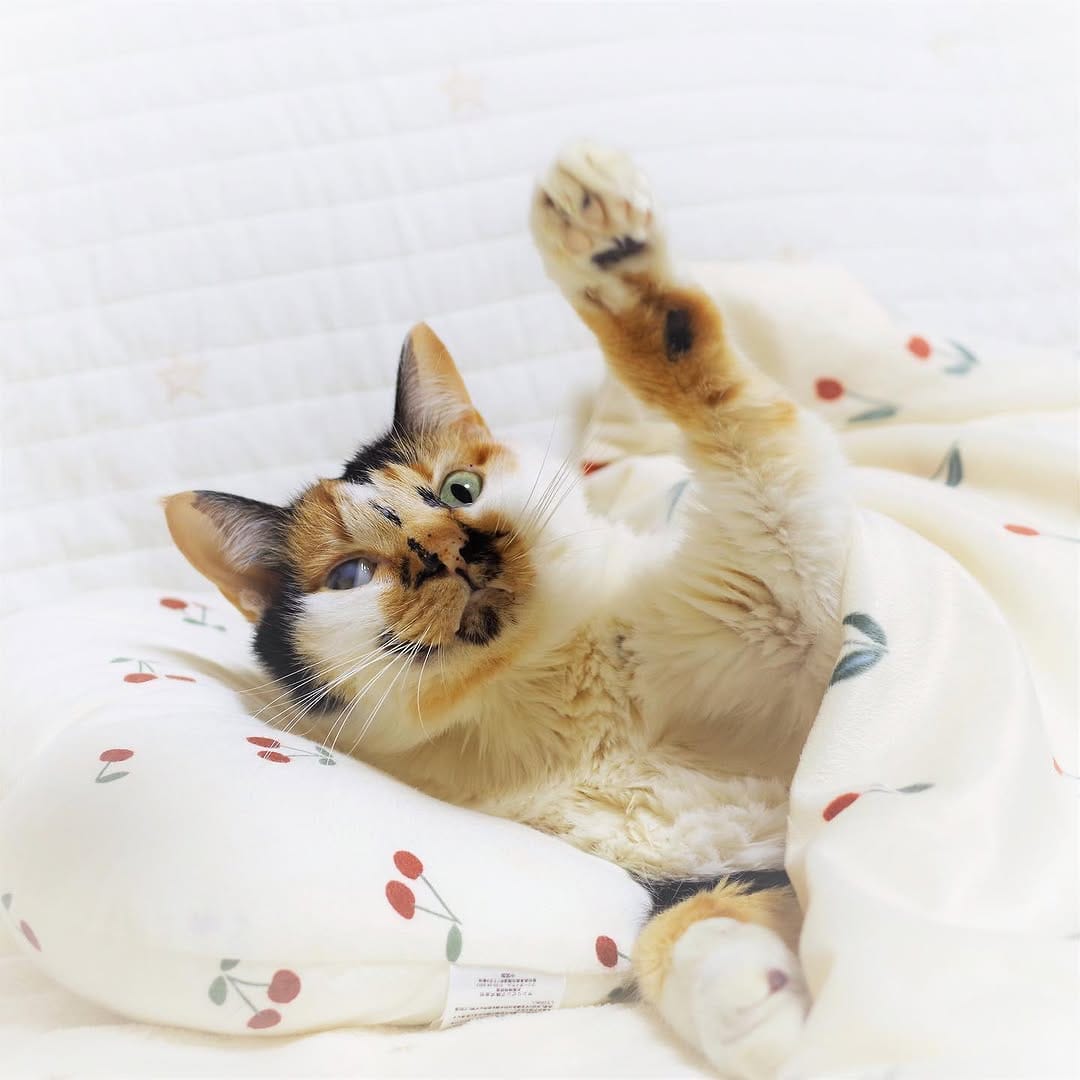 Post 10 by nyakashima ꒰14匹の愛猫との日々꒱ on Instagram (carousel)