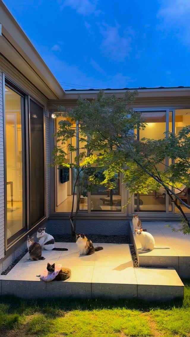 Post 3 by nyakashima ꒰14匹の愛猫との日々꒱ on Instagram (video)