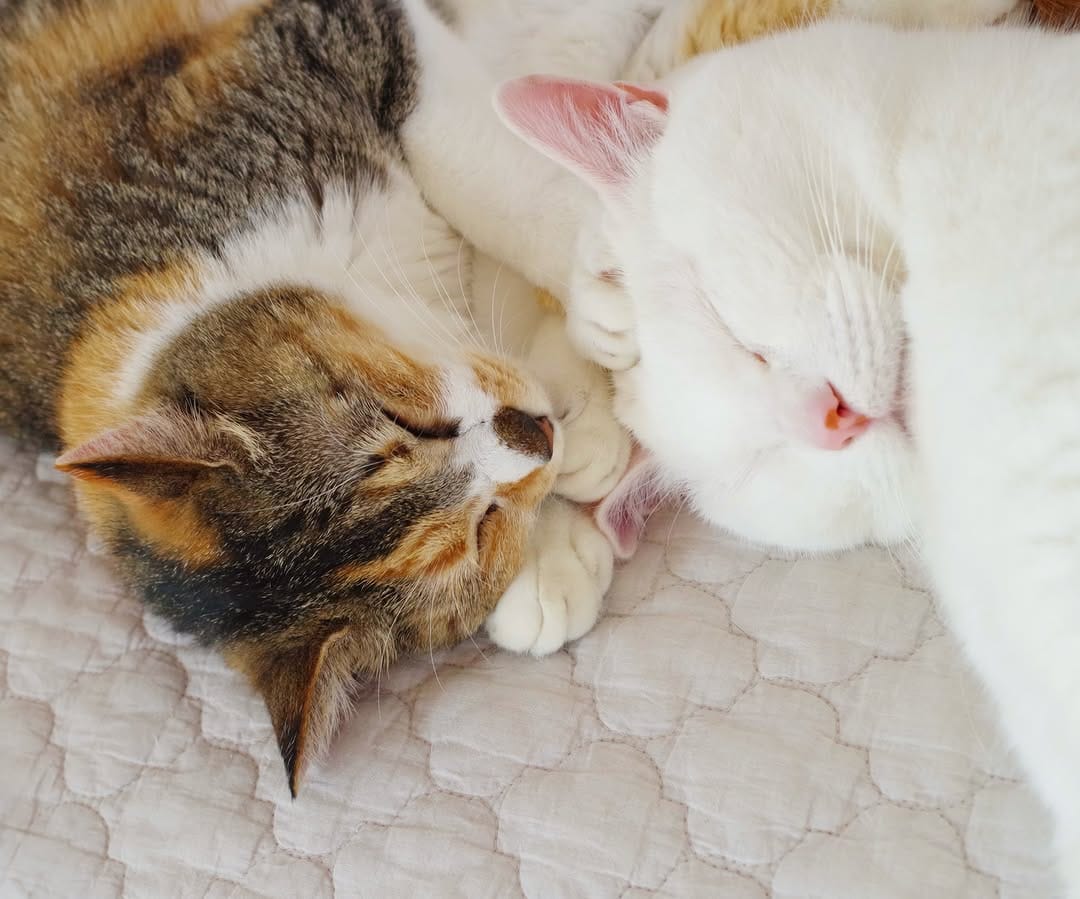 Post 1 by nyakashima ꒰14匹の愛猫との日々꒱ on Instagram (carousel)
