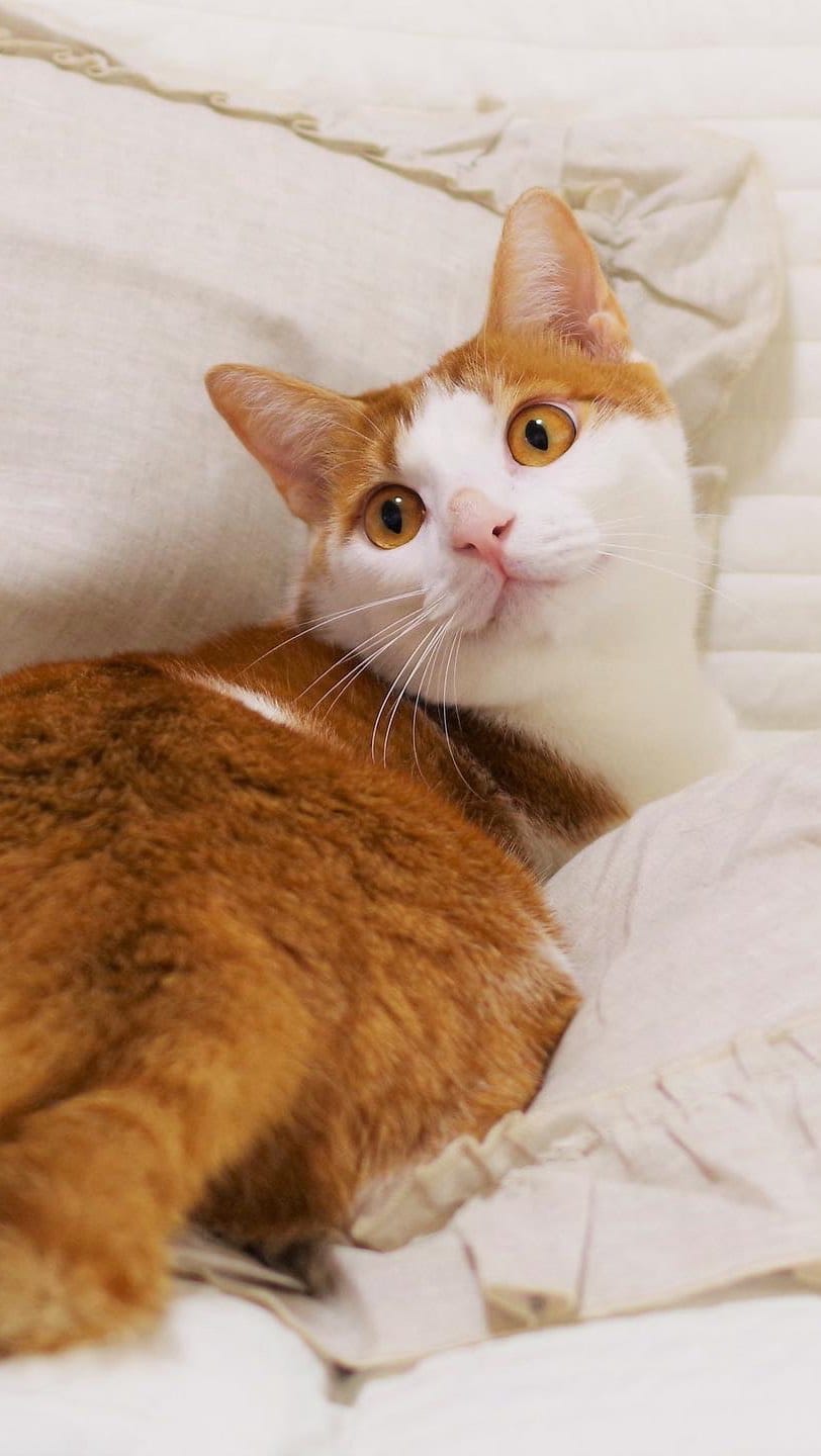Post 9 by nyakashima ꒰14匹の愛猫との日々꒱ on Instagram (video)
