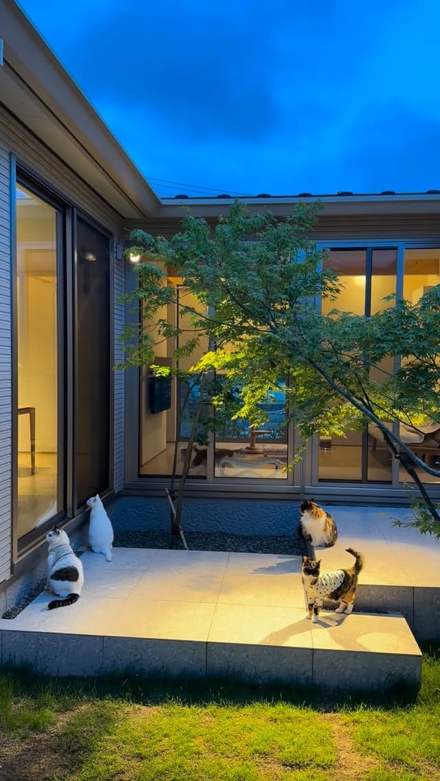 Post 6 by nyakashima ꒰14匹の愛猫との日々꒱ on Instagram (video)