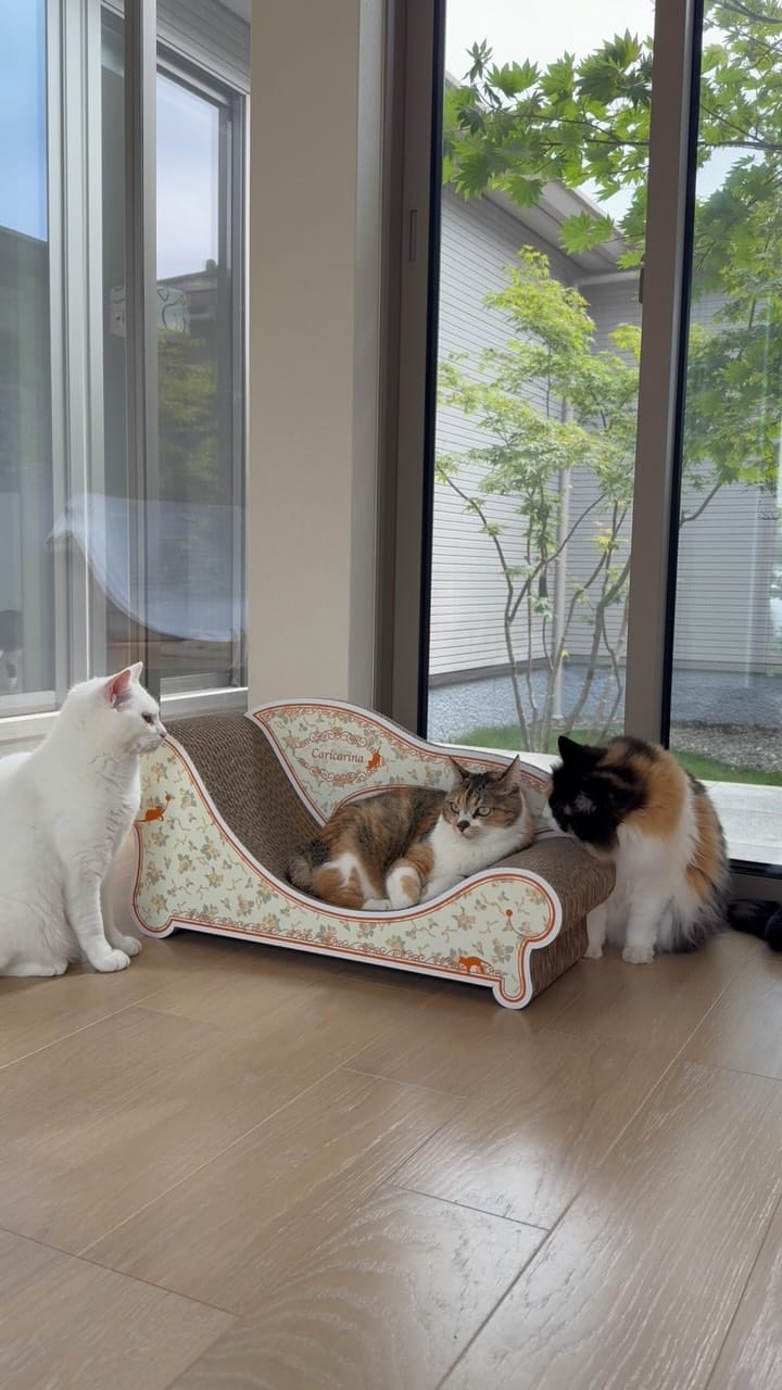 Post 4 by nyakashima ꒰14匹の愛猫との日々꒱ on Instagram (video)