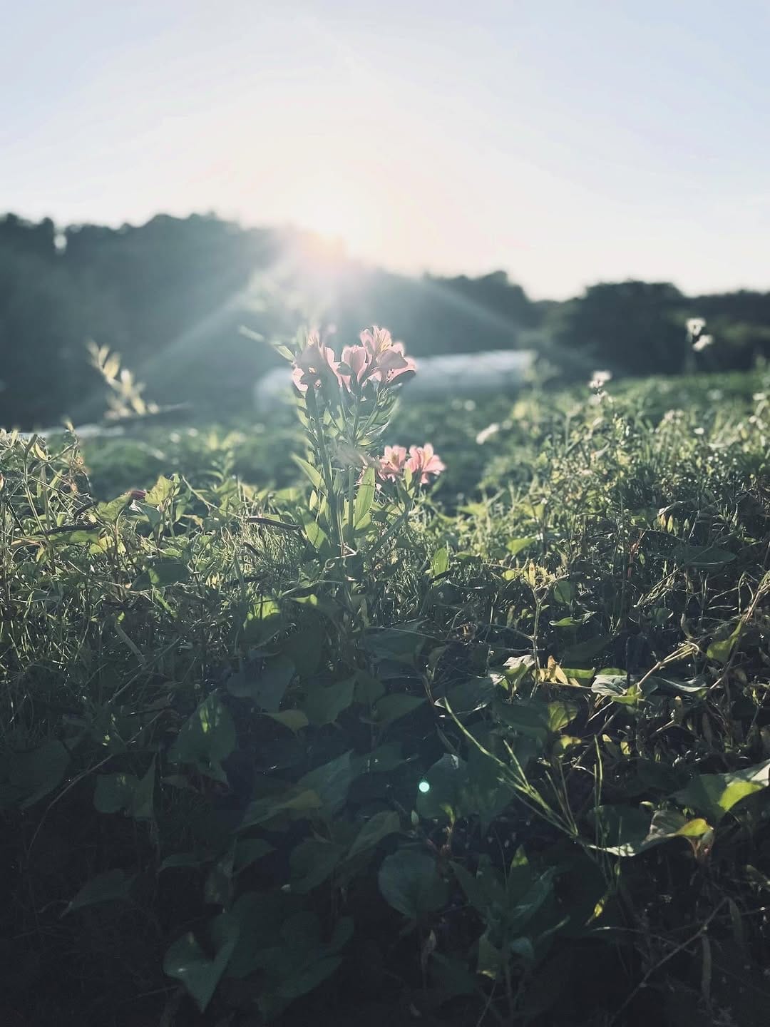 Post 8 by 川野 恭子 on Instagram (carousel)
