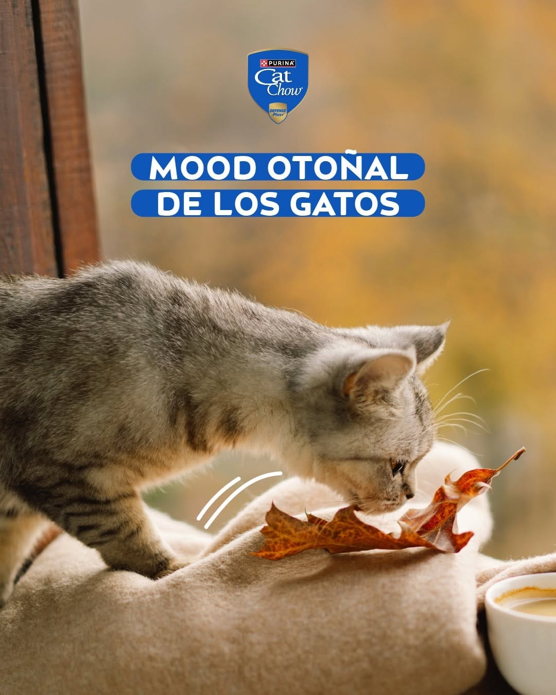 Post 4 by Purina Cat Chow Argentina on Instagram (carousel)