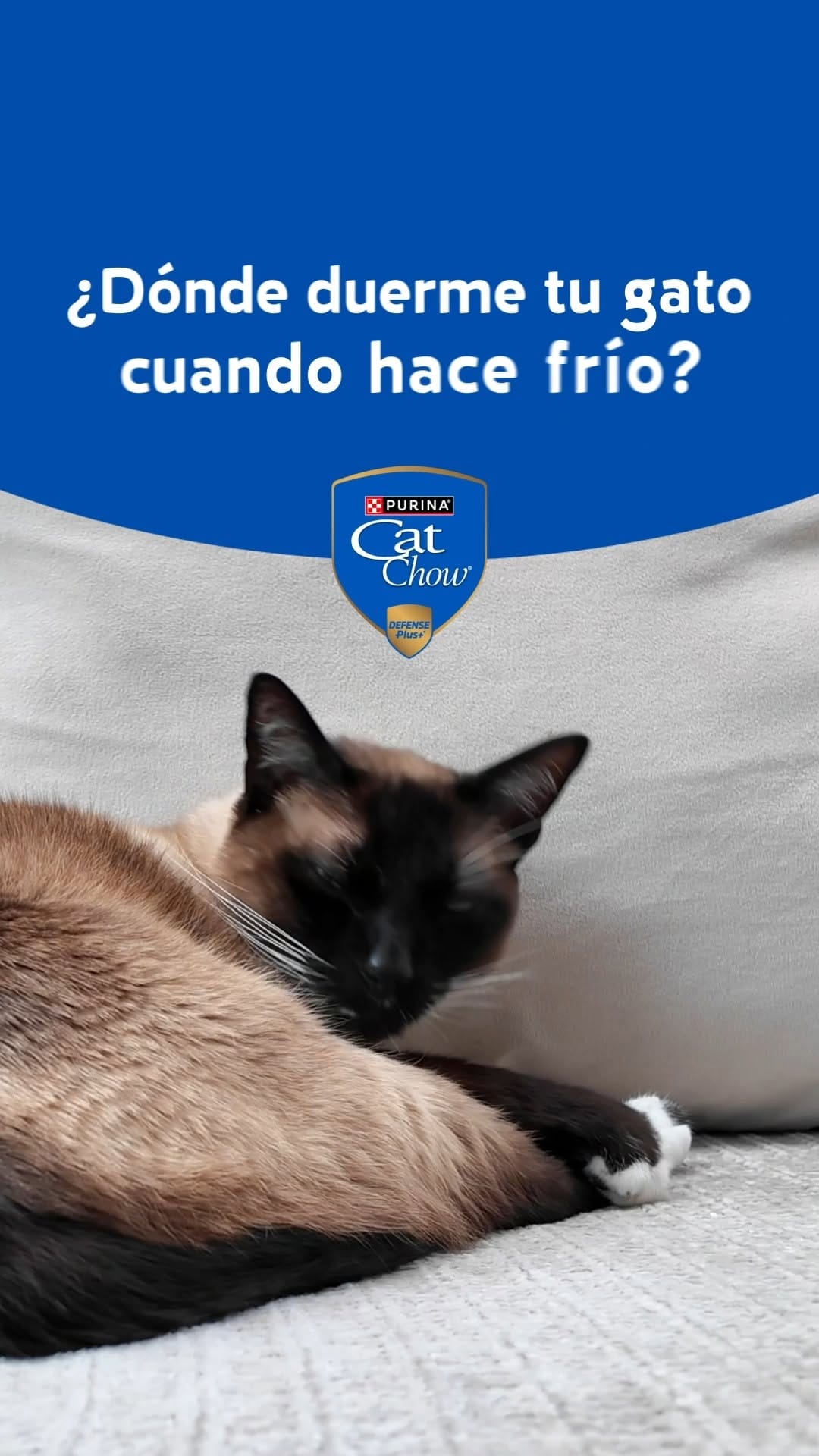 Post 5 by Purina Cat Chow Argentina on Instagram (video)