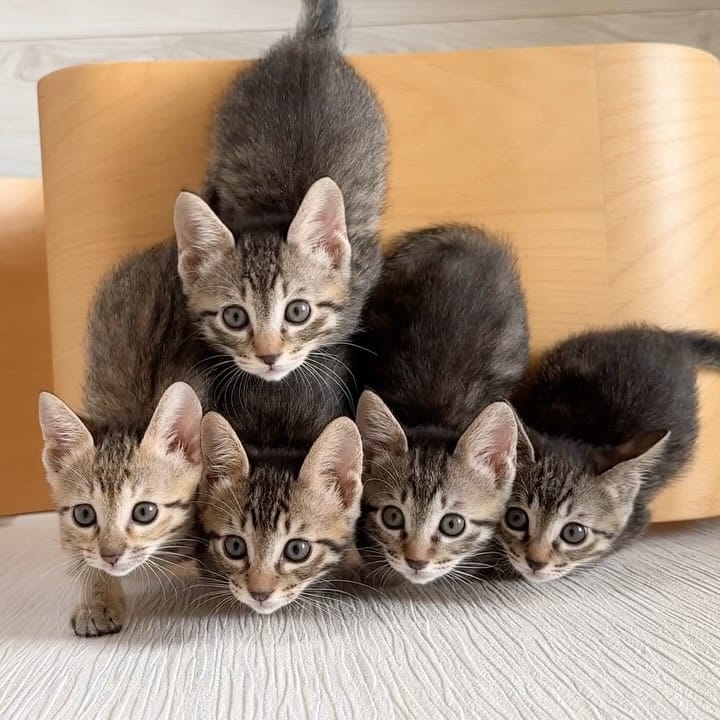 Post 9 by nekodea＊宿と猫 on Instagram (carousel)